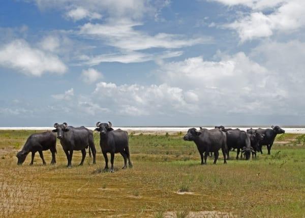 Pacote Tucumã: Ilha do Marajó - Belezas de Soure e Joanes - 5 dias