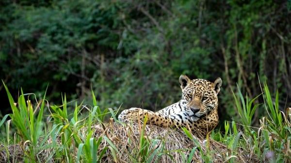 Pacote de Experiências no Pantanal - 5 dias