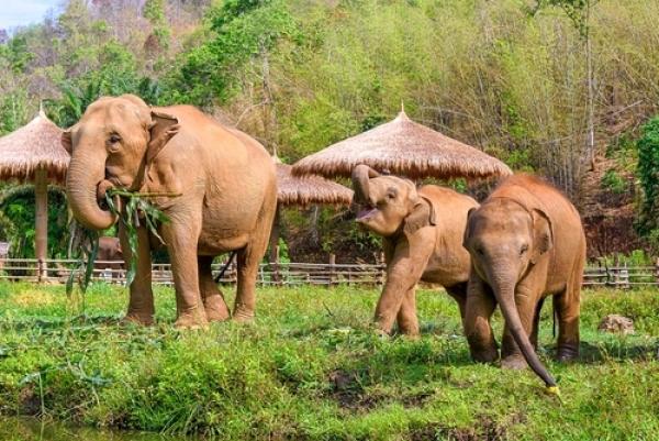 O melhor da Tailândia com Golfo da Tailândia: Bangkok, Chiang Mai, Ko Samui, Ko Pha Ngan e Ko Tao em 17 dias